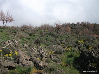 conco di Liricio-24-03-2013 10-57-11